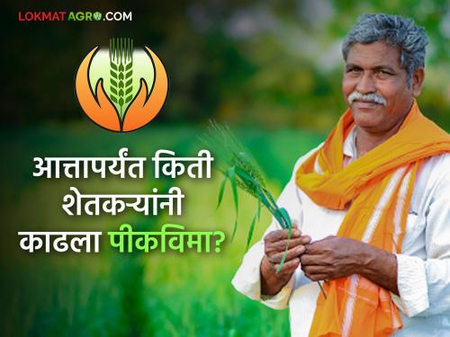 Crop Insurance: | Kharip Crop Insurance : यंदाच्या खरिपात 'इतक्या' शेतकऱ्यांनी काढला पीकविमा!