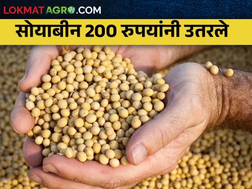 The price of soybeans fell by two hundred rupees; How much is the price? | सोयाबीनचा दर दोनशे रुपयांनी उतरला; किती मिळतोय भाव?