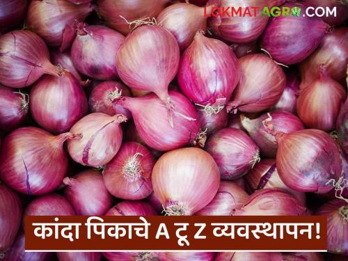 Kharip onion crop cultivation technology, nutrient management and disease and pest management | Kharip Onion : खरीप कांदा पिक लागवड तंत्रज्ञान, अन्नद्रव्य व्यवस्थापन आणि रोग व कीड व्यवस्थापन