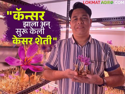 Saffron Farming Stopped business after cancer and started successful saffron farming in Pune! | Saffron Farming : कॅन्सर झाल्यावर व्यवसाय थांबवला अन् घराच्या छतावर सुरू केली यशस्वी 'केसर शेती'!