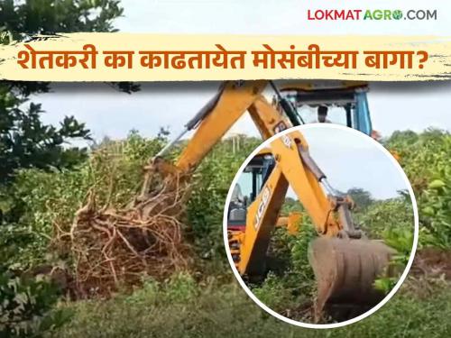 Mosambi entire village threw away Mosambi paithan ambad ghansawangi jalna gi tagging sweet lemon | Mosambi : अख्ख्या गावाने काढून फेकल्या मोसंबीच्या बागा! भौगोलिक मानांकनप्राप्त मोसंबी होतेय झपाट्याने कमी