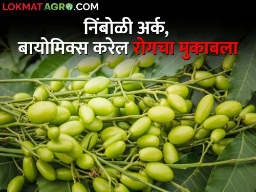 Organic Farming: Pesticides Become Expensive; Fight diseases with Nimboli extract, biomix | Organic Farming: कीटकनाशके झाली महाग; निंबोळी अर्क, बायोमिक्सने करा रोगांचा मुकाबला