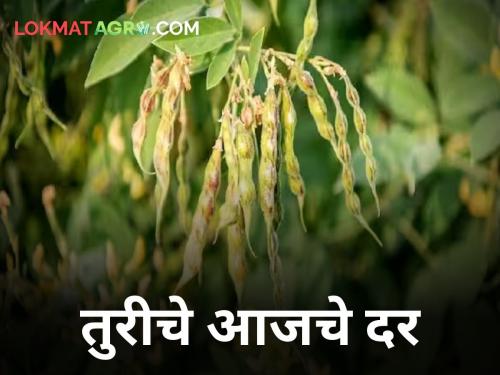 maharashtra agriculture farmer tur rates today market yard | आज तुरीला किती मिळाला दर?