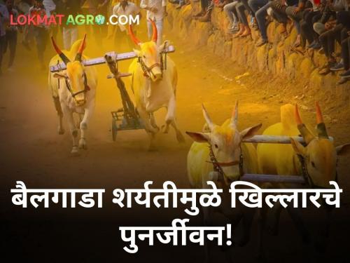 How bullock cart race revived Khillar Govansh pusegaon bailgada sharyat | बैलगाडा शर्यतीमुळे खिल्लार गोवंशाला कसं मिळालं पुनर्जीवन?