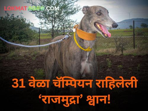 4 bikes, 6 silver maces and 31 times champion gray hound dog Rajmudra satara pusegaon | ही आहे महाराष्ट्राची ‘पोस्टर गर्ल’, तिनं शेतकऱ्याला मिळवून दिल्या ४ बाईक