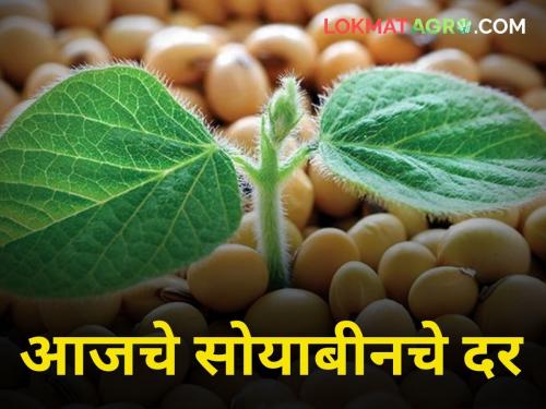 How much did soybeans get market yard price today | आज सोयाबीनला किती मिळाला दर? जाणून घ्या