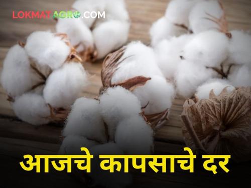 maharashtra agriculture farmer market yard cotton rate price | आज कापसाला किती मिळाला दर?