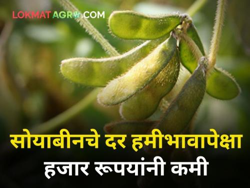 maharashtra agriculture farmer market yard price rate of soybean | सोयाबीनच्या दराला मिळेना बूस्टर! भाव हमीभावापेक्षा हजार रूपयांनी कमी