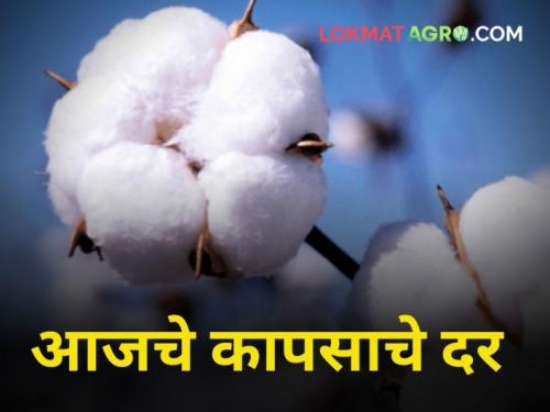 The price drop of cotton continues! What is the present price of cotton per quintal? | कापूसदराची घसगुंडी सुरुच! क्विंटलमागे कपाशीला काय मिळतोय सध्या दर?