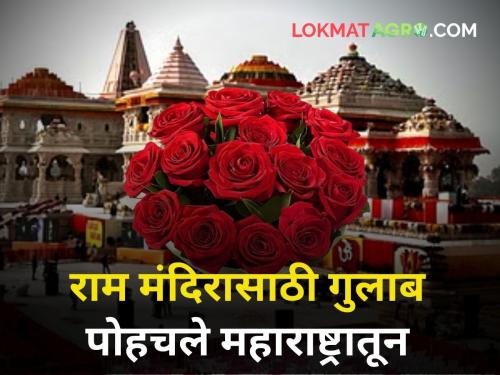 Ayodhya Ram Mandir rose flower leaves from Maharashtra for installation of Ram mandir Ayodhya | Ayodhya Ram Mandir: अयोध्यातील श्रीराम प्रतिष्ठापनेसाठी महाराष्ट्रातल्या शेतकऱ्यांचा गुलाब