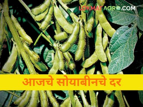 maharashtra agriculture farmer soybean rate today market yard price ram mandir ayodhya | उद्या रामलल्लांची प्रतिष्ठापना! आज सोयाबीनला किती मिळाला दर?