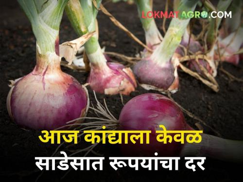 maharashtra agriculture farmer market yard onion rate today | आज कांद्याला केवळ साडेसात रूपये किलोचा भाव