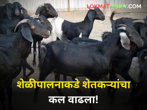 maharashtra agriculture farmer milk producer turn to goat farming more benifits | दूध व्यवसाय परवडेना; पशुपालकांचा शेळीपालनाकडे वाढला कल