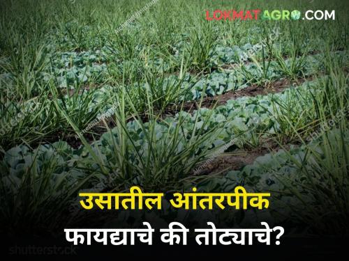 Intercropping in sugarcane or not? Know the pros and cons | उसामध्ये आंतरपीक घ्यावे की नाही? जाणून घ्या फायदे-तोटे