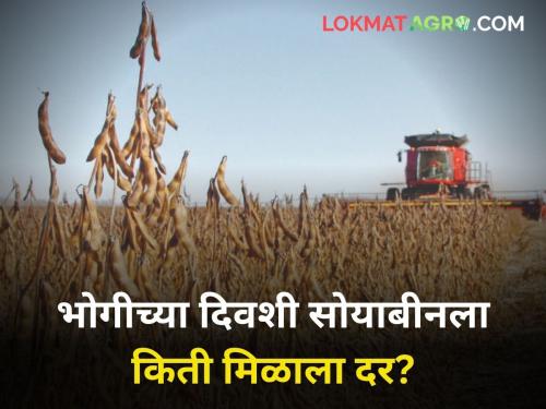 maharashtra state agriculture soybean market yard rate makar sankranti | संक्रांतीच्या आदल्या दिवशीचे सोयाबीन दर किती होते?