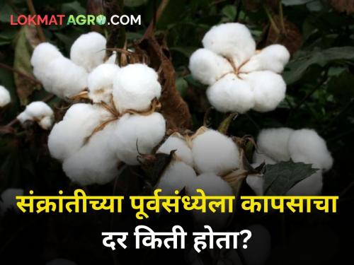 maharashtra agriculture farmer cotton rates market yard makar sankranti | संक्रांतीच्या पुर्वसंध्येला पांढऱ्या सोन्याला किती मिळाला दर?