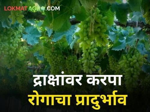 Infestation of Karpa disease on grapes 300 crore loss to grapes farmers Sangli rates down | द्राक्षावर करपा रोगाचा प्रादुर्भाव; सांगलीतील शेतकऱ्यांचे ३०० कोटींचे नुकसान