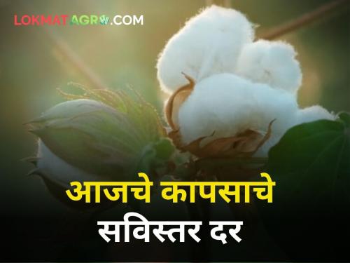 maharashtra agriculture farmer market yard cotton price today | कापसाचे दर किती? जाणून घ्या सविस्तर