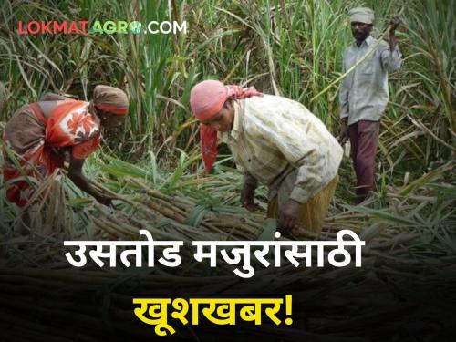 34 percent increase in extortion rate one percent increase in litigation commission sugarcane workers | उसतोड मजुरांसाठी खूशखबर! उसतोडणी दरात ३४ टक्के वाढ