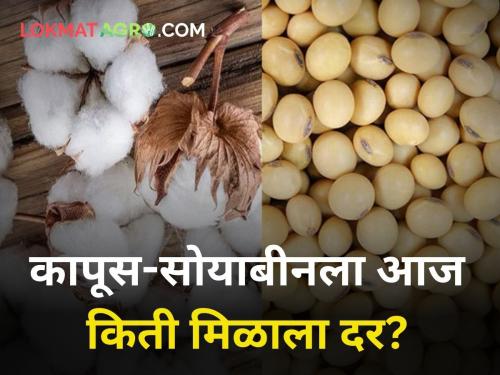 maharashtra agriculture farmer soybean cotton onion rate market yard | जाणून घ्या आजचे कापूस-सोयाबीन बाजारभाव