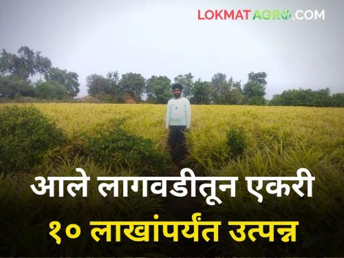 Five acres of cotton is worth one acre of ginger | पाच एकर कपाशीला एक एकर आलं भारी 