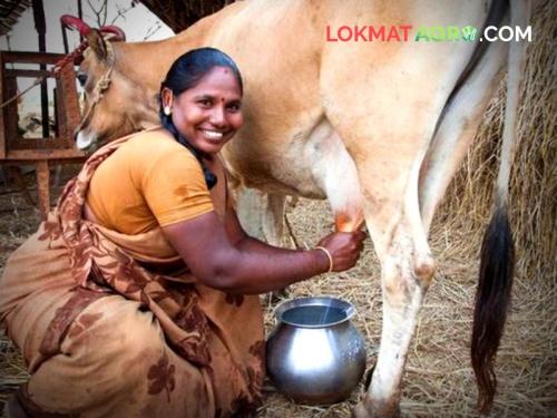 smaart and sustainable dairy farming national conference agriculture college pune Research in milk will be a guide for future policies | दुधातील संशोधन भविष्यात धोरणे ठरवण्यासाठी पथदर्शी ठरेल - शेखर गायकवाड