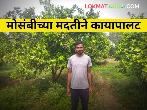 highly educated youth family farm horticulture mosambi treditional crops | मोसंबी पिकांच्या मदतीने उच्चशिक्षित तरुणाने केला कुटुंबाचा कायापलाट