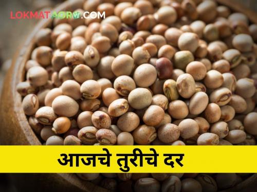 maharashtra agriculture farmer toor market yard price | जाणून घ्या आजचे तुरीचे बाजारभाव