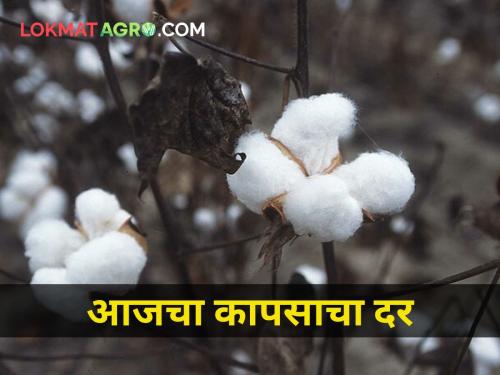 maharashtra agriculture farmer market yard How much did cotton get today | आज कापसाला किती मिळाला दर?