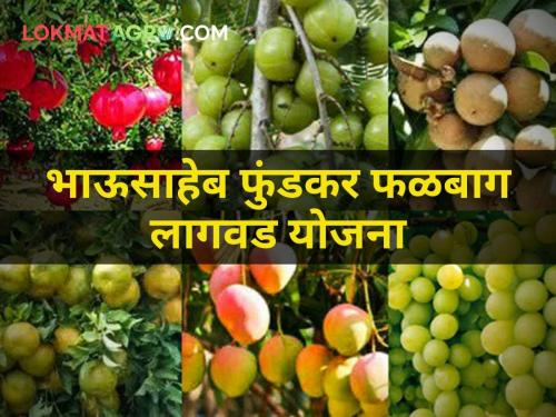 Fund 20 crores available Bhausaheb Phundkar horticulture Plantation Scheme | भाऊसाहेब फुंडकर फळबाग लागवड योजनेसाठी २० कोटींचा निधी उपलब्ध