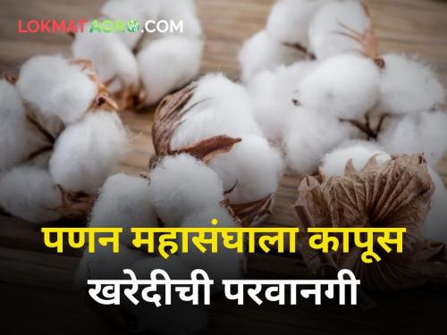 maharashtra state farmer cotton State government along with CCI buying cotton market rate | कापूस खरेदीत ‘सीसीआय’सह राज्य सरकार ढिम्म! पणन महासंघ करणार खरेदी