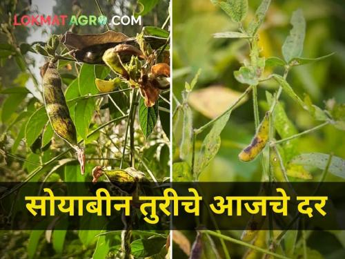 How much was the price of soybeans and tur today maharashtra agriculture farmer | आज सोयाबीन तुरीला किती मिळाला दर?