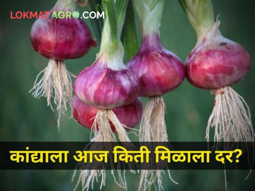 maharashtra farmer agriculture today onion rate market yard | कांद्याचे बाजारभाव, ना हलेना ना डुलेना