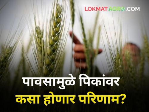 farmer rain across Maharashtra What will be the effect on the crops | महाराष्ट्रभर रिमझिम पाऊस! पिकांवर कसा होणार परिणाम?