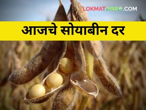 Soybeans do not even get a guaranteed price Rates collapsed Farmers worried | सोयाबीन दरांनी ओलांडल्या निच्चांकी मर्यादा! शेतकरी हतबल