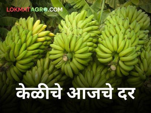 maharashtra agriculture farmer market rate fruit Banana rates from 500 to 5500 rupees | केळीचे दर ५०० रूपयांपासून साडेपाच हजारांपर्यंत