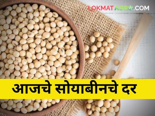 maharashtra agriculture farmer soybean rate today | सोयाबीनचे भाव डळमळले! जाणून घ्या सविस्तर दर