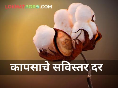 maharashtra agriculture today farmer cotton rates market yard | जाणून घ्या आजचे कापसाचे सविस्तर दर