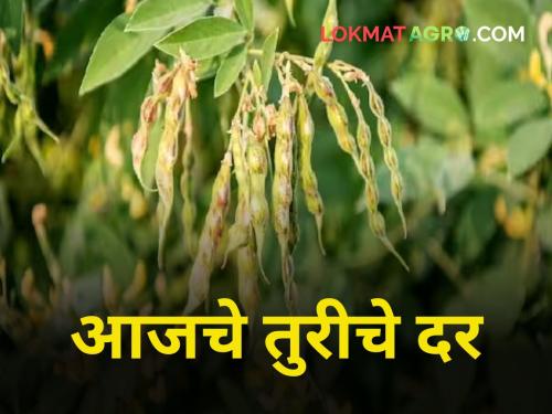 maharashtra agriculture farmer tur market rate market yard | तुरीला किती मिळतोय दर?