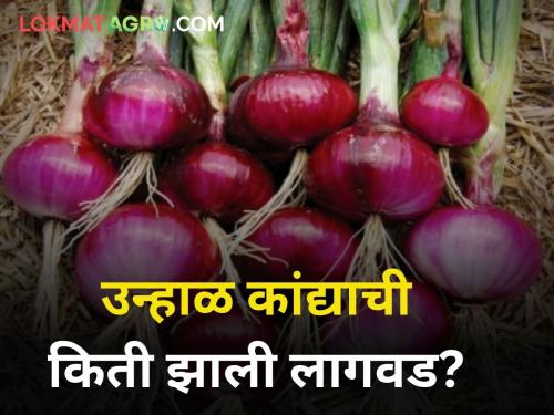 maharashtra agriculture farmer summer onion sowing report water sortage drought | यंदा उन्हाळ कांद्याची किती झाली लागवड?