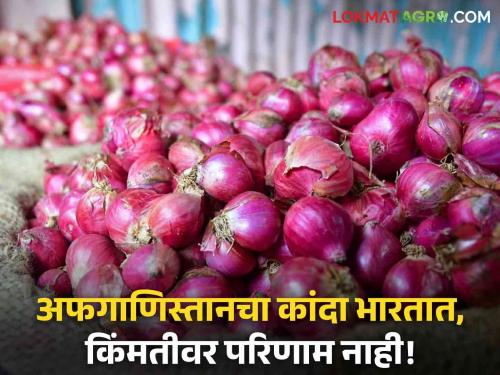 Latest News kanda Bajarbhav Afghanistan's onion entered India, domestic price will not be affected see details | Afgani Onion : अफगाणिस्तानच्या कांद्याची भीती कशाला? बाजारात अफवांचे पेव, जाणून घ्या संपूर्ण गणित