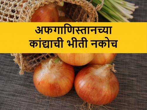 Latest News kanda Bajarbhav Afghanistan's onion entered India, domestic price will not be affected see details | Kanda Bajarbhav and Afghani onion: अफगाणिस्तानच्या कांद्यामुळे भाव पडण्याची शक्यता कमीच, जाणून घ्या कारण