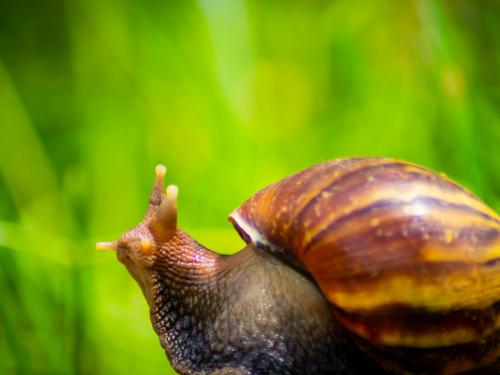 how to control African snails in kharif crops | हे सोपे उपाय केल्यास शंखी गोगलगाईचे हमखास होते नियंत्रण