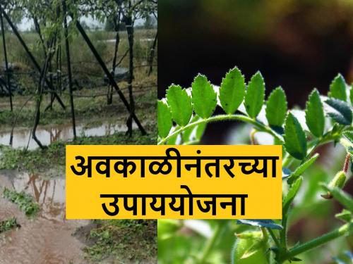 Unseasonal rainfall will be utilized for rabi crop management | बिगर मोसमी पावसाच्या ओलीचा रब्बी पिकांसाठी असा होईल उपयोग