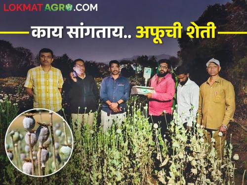 opium cultivation in onion and chrysanthemum field, what happened next? | कांदा, शेवंतीच्या शेतात केली चक्क अफूची शेती पुढे काय झालं?