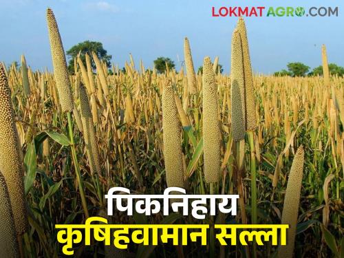 Latest News Take care of onion, millet, wheat, sorghum, get agricultural advice | कांदा, बाजरी, गहू, ज्वारीची अशी घ्या काळजी, जाणून घ्या कृषि विषयक सल्ला