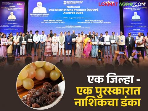 Latest News Ratnagiri's Hapus mango wins gold medal, Nashik's grapes win special mention award | रत्नागिरीच्या हापूस आंब्याला सुवर्णपदक, तर नाशिकच्या द्राक्षांना विशेष उल्लेख पुरस्कार