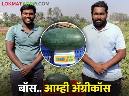 Jigarbaz two friends rent farming... Education and experience combination got good success in watermelon crop | जिगरबाज दोन मित्रांची वाट्याने शेती... शिक्षणाला अनुभवाची जोड अन् यशाला नाही कशाची तोड