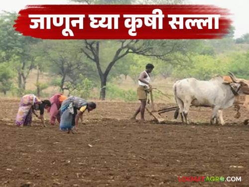 latest news Krushi Salla: Orchard and vegetable management is important; know the advice of experts | Krushi Salla : फळबागा, भाजीपाला व्यवस्थापन महत्त्वाचे; जाणून घ्या तज्ज्ञांचा सल्ला