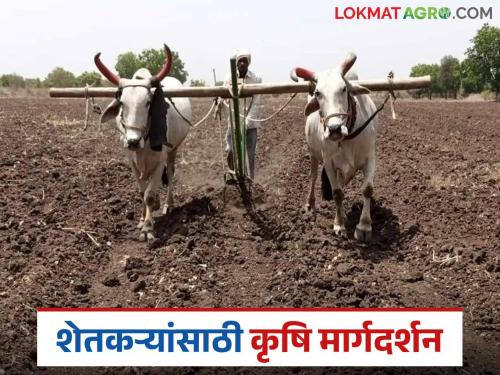 latest news Krushi salla: Arrival of rains in Marathwada; 'Very useful agricultural advice' for farmers according to the weather | Krushi salla : मराठवाड्यात पावसाचे आगमन; शेतकऱ्यांसाठी हवामानानुसार 'अत्यंत उपयुक्त कृषी सल्ला'